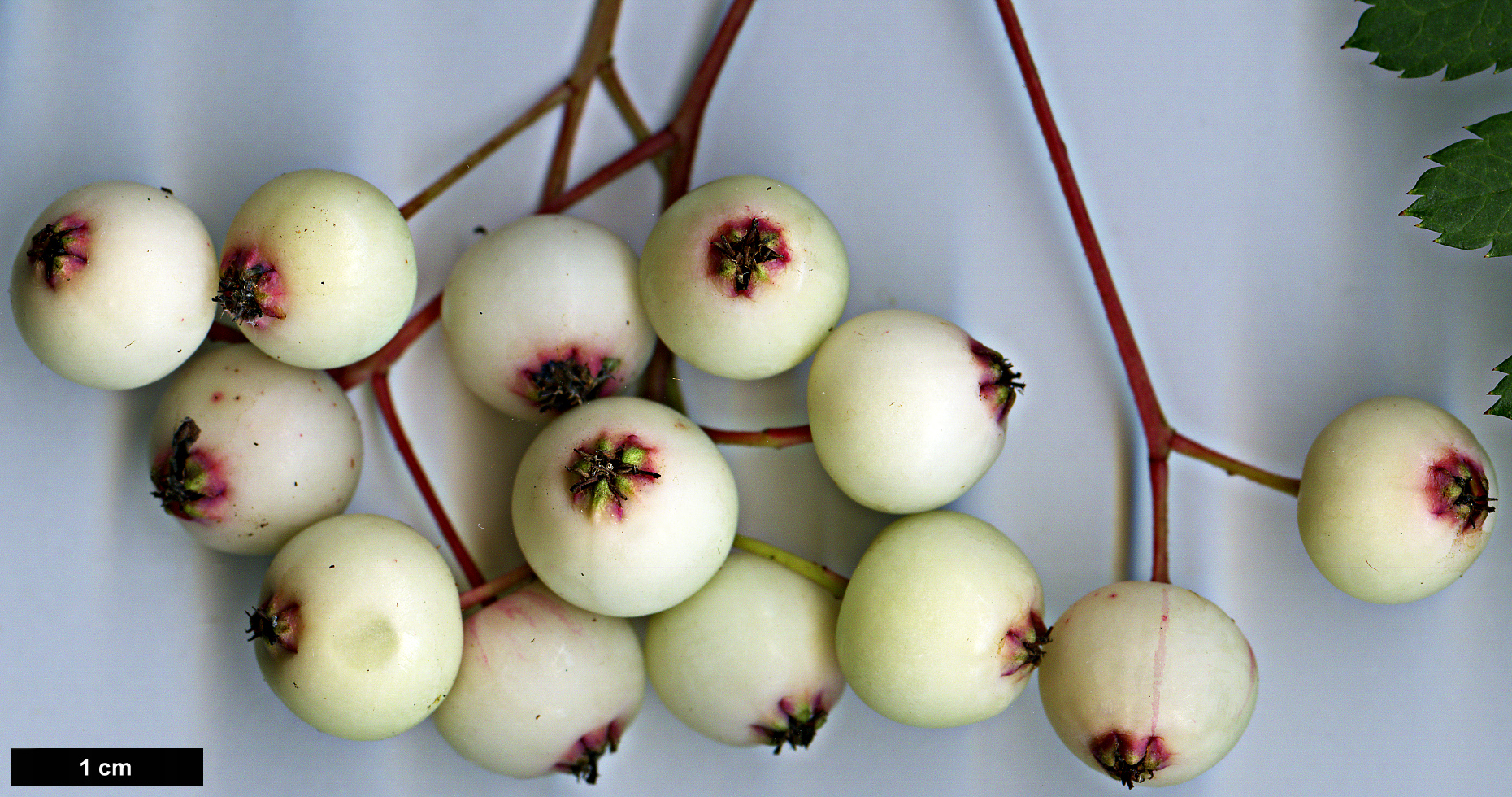 High resolution image: Family: Rosaceae - Genus: Sorbus - Taxon: KR 5100A (S. aff. filipes)